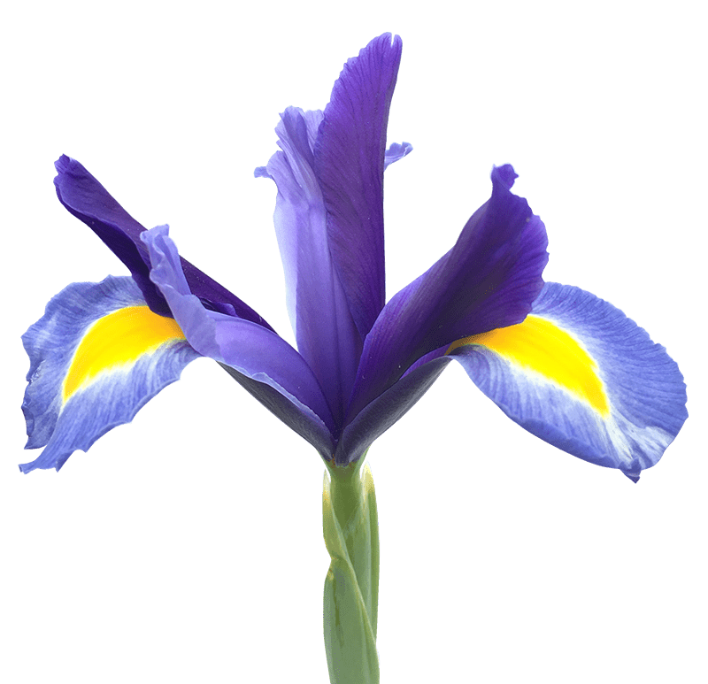 Blaue Iris